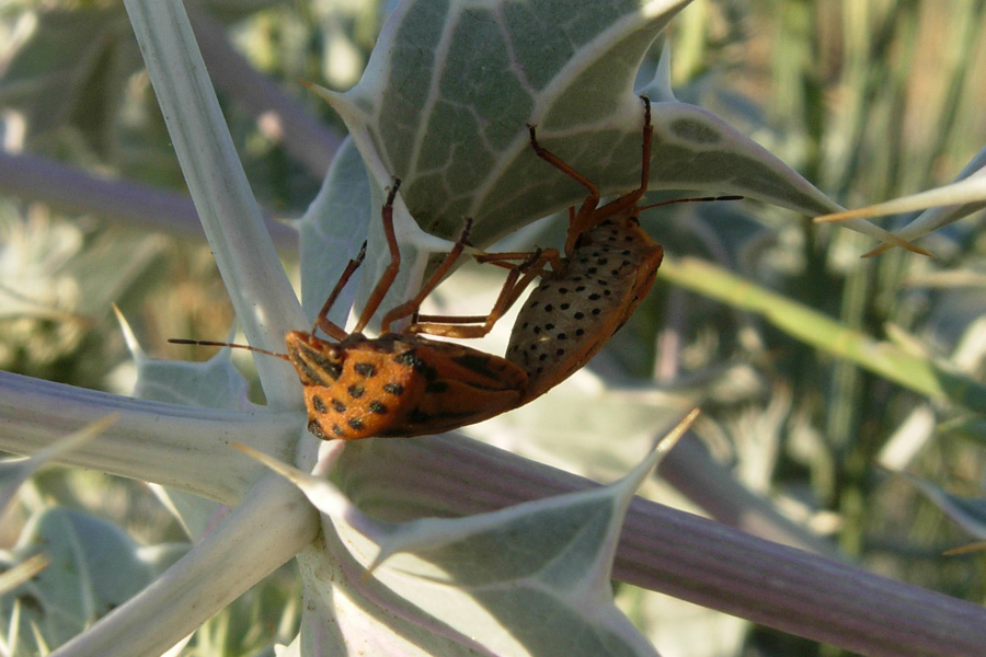 Da Creta: Graphosoma creticum (Heteroptera, Pentatomidae)